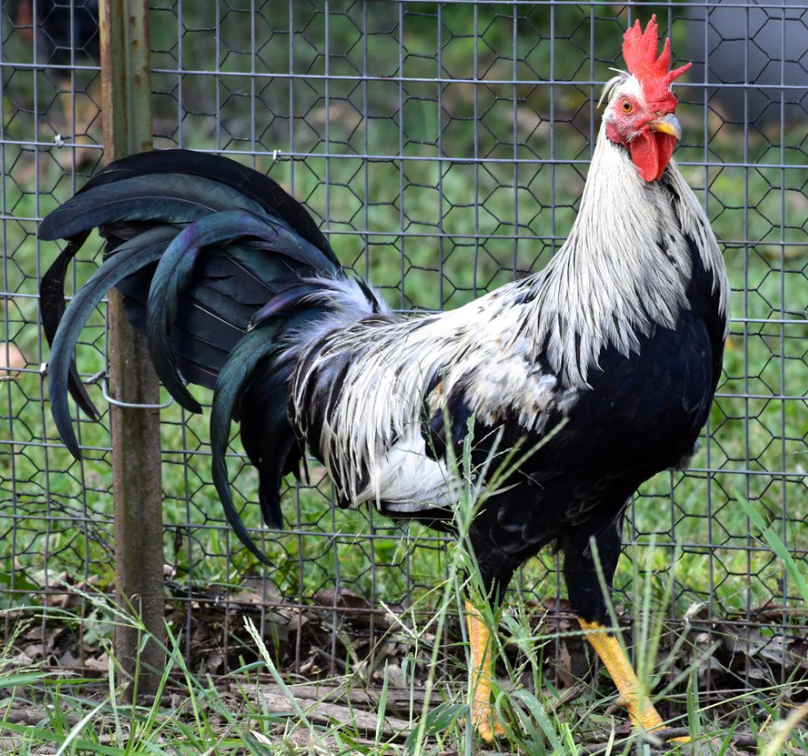 Bennett Grey Gamefowl