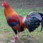 Black Bonanza Gamefowl