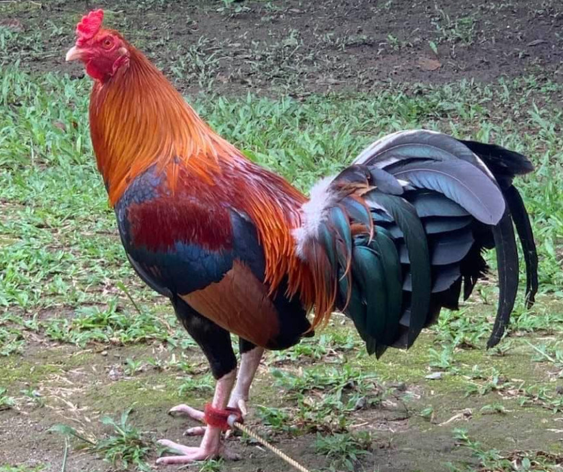 Black Bonanza Gamefowl