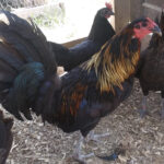 Black Devil Warhorse Gamefowl