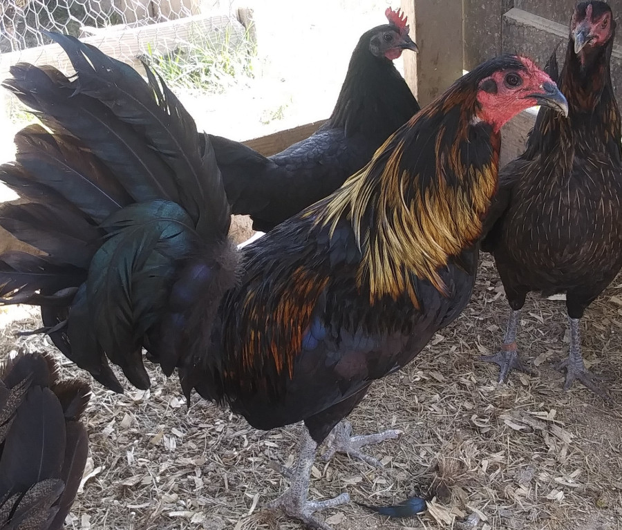 Black Devil Warhorse Gamefowl