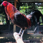 Black Jap Gamefowl