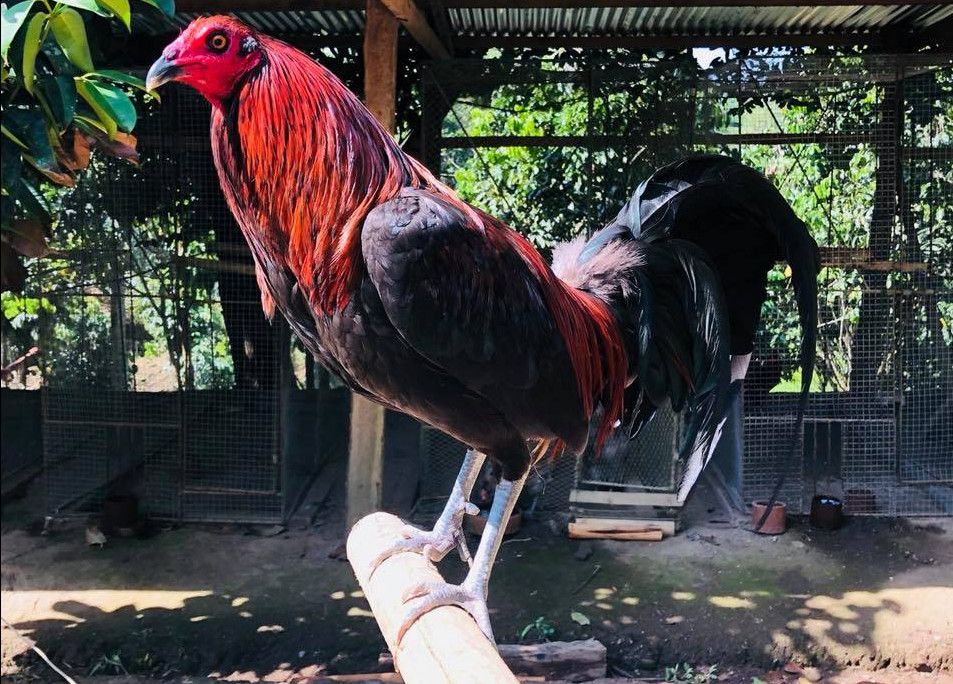 Black Jap Gamefowl