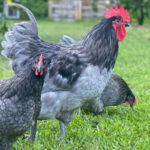 Blue Australorp Chicken