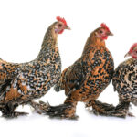 Booted Bantam Chicken