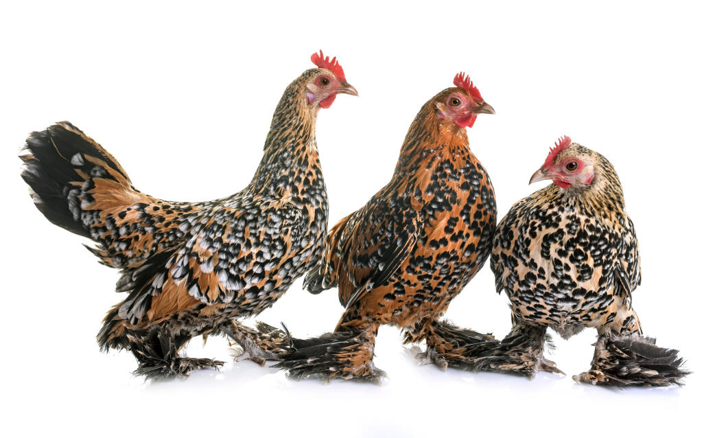 Booted Bantam Chicken: A Petite Poultry Wonder