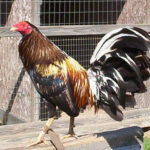 Brassback Gamefowl
