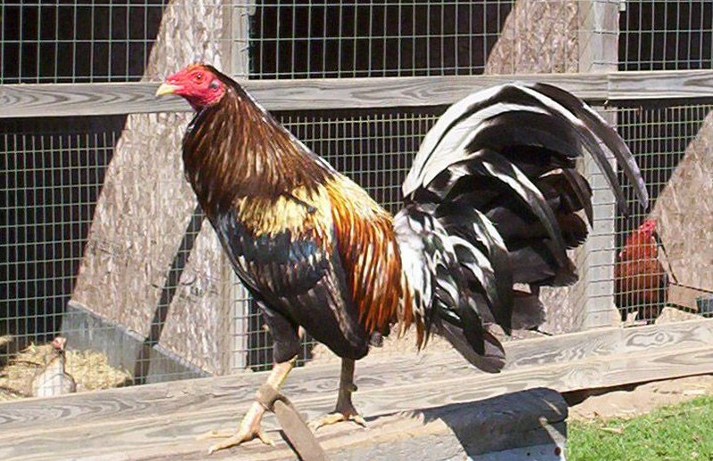 Brassback Gamefowl