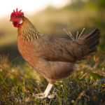 Brown Leghorn Chicken