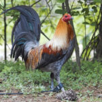 Coal Miner Mug Gamefowl