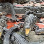 Crocodile Farming