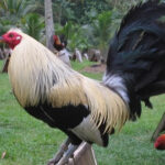 Grey Gamefowl: Fighting Style and Top Grey Rooster Breeders