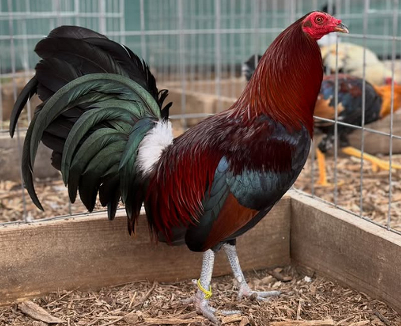 Hatch Gamefowl