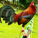 John Marks Gamefowl