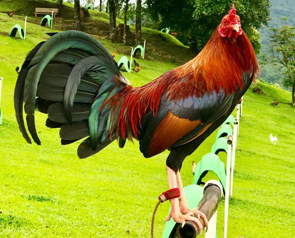 John Marks Gamefowl