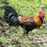 Labuyo Chicken
