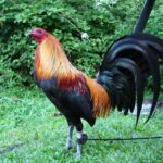 McRae Gamefowl