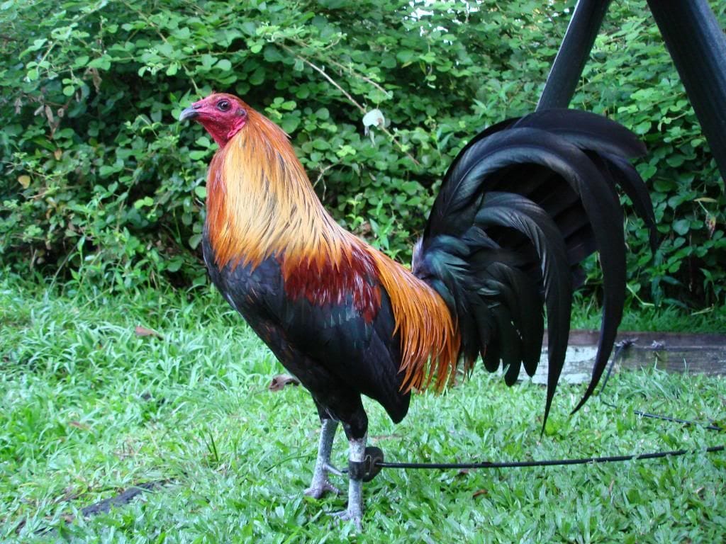 McRae Gamefowl