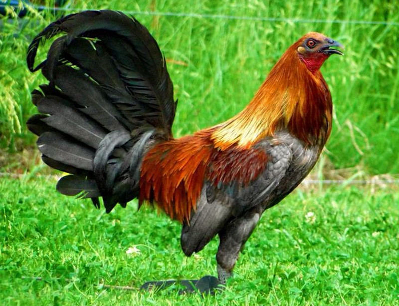 Mug Gamefowl