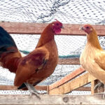 Nankin Bantam Chicken