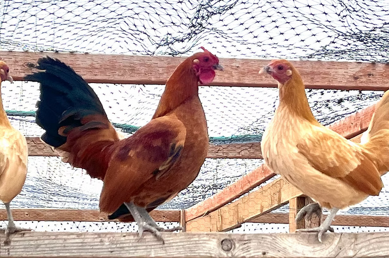 What Is Nankin Bantam Chicken? Characteristics, History, Behavior, and Temperament