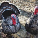 Narragansett Turkey
