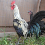Peruvian Gamefowl