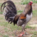 Racey Mug Gamefowl