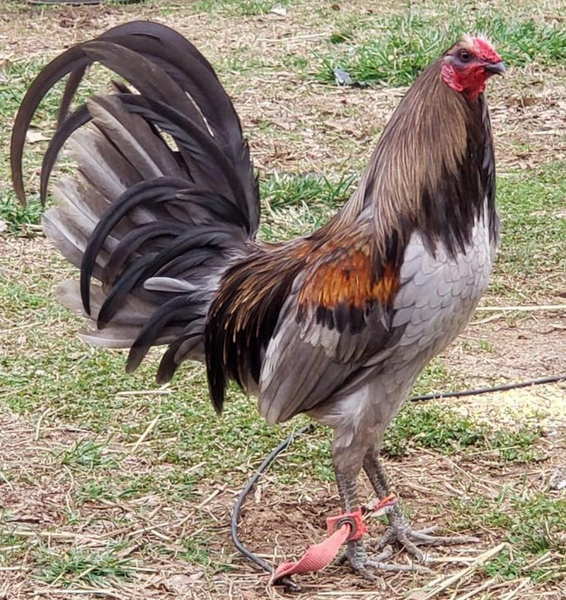 Racey Mug Gamefowl
