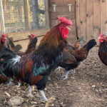 Redcap Chicken: A Unique Heritage Poultry Breed