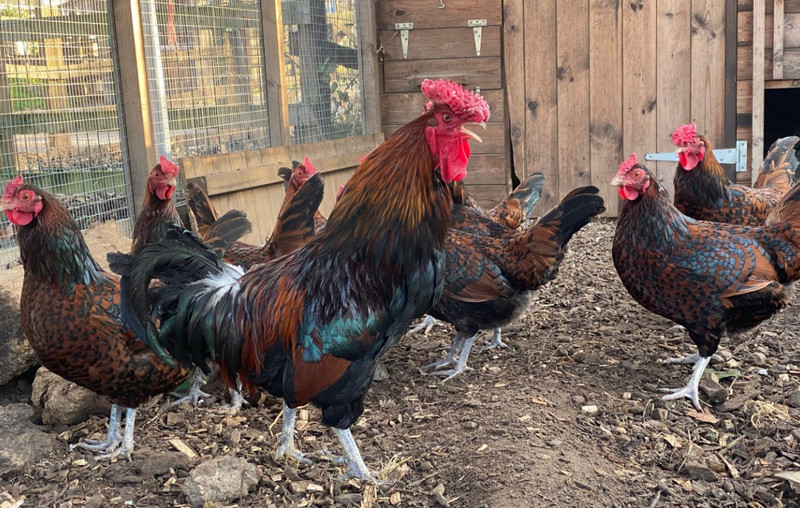 Redcap Chicken: A Unique Heritage Poultry Breed