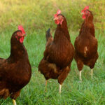 Rhode Island Red Chicken