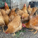 Robusta Lionata Chicken