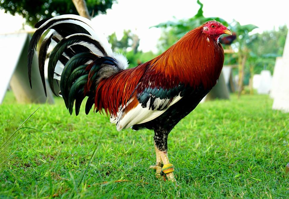 Roundhead Gamefowl