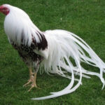Yokohama Chicken
