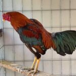 asil gamefowl