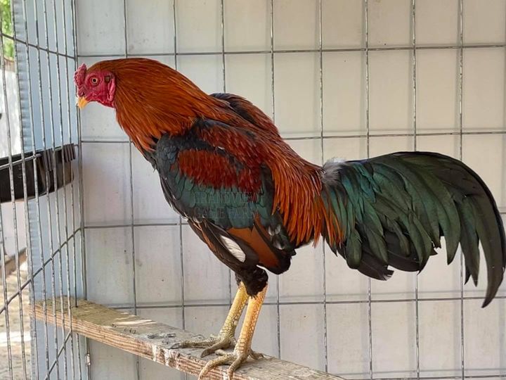 asil gamefowl