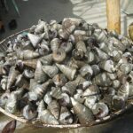 telescope snails