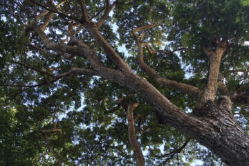 Acacia Tree:  Description, Characteristics, and Uses