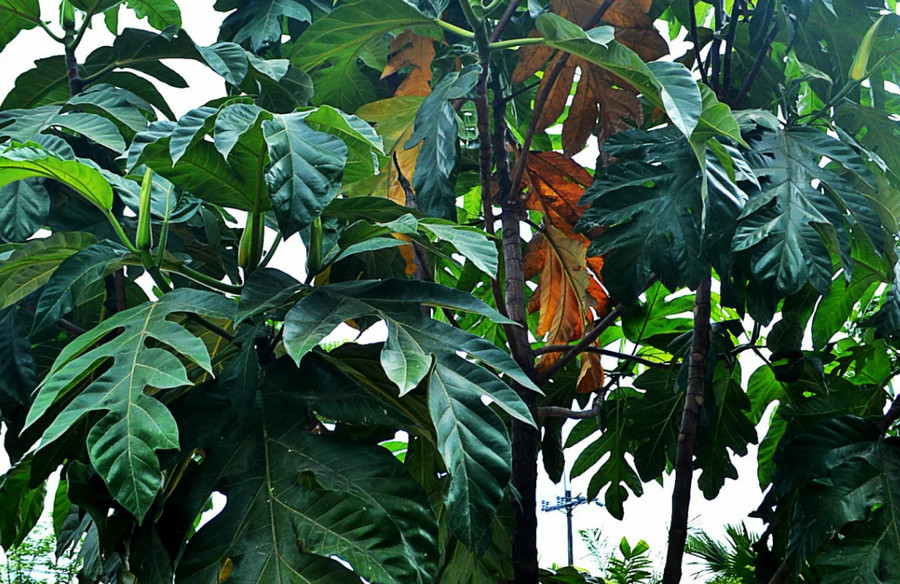 Antipolo (Tipolo) tree