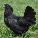 Ayam Cemani chicken - hen