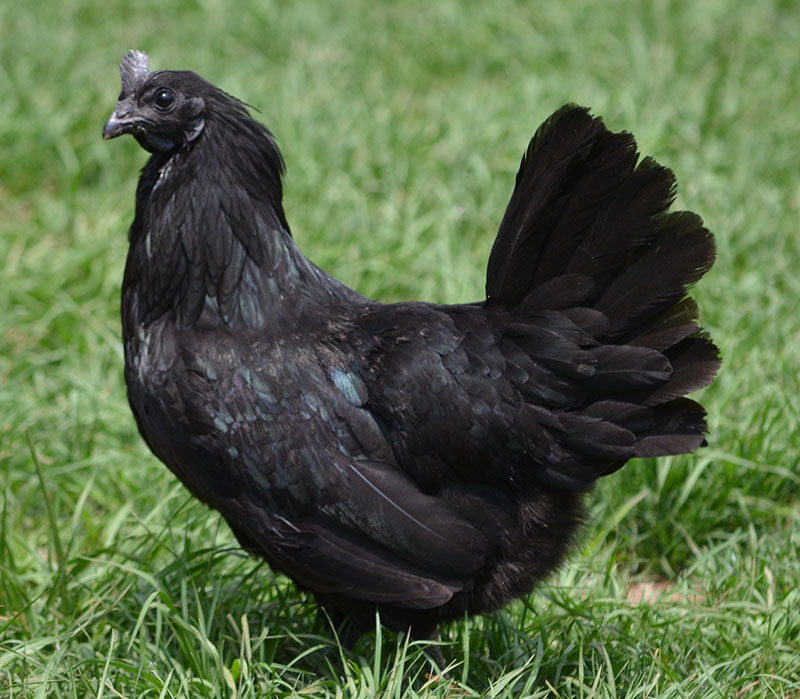 Ayam Cemani chicken - hen