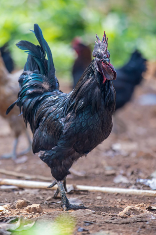 Ayam Cemani chickn - rooster