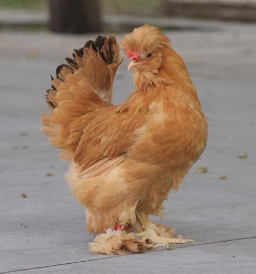 Beijing fatty chicken