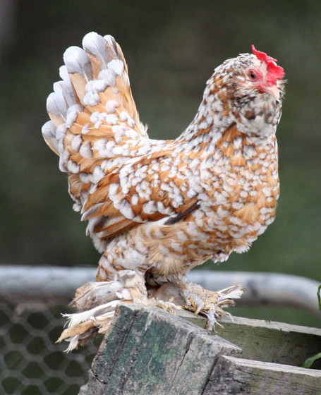 Belgian d'Uccle Chicken hen