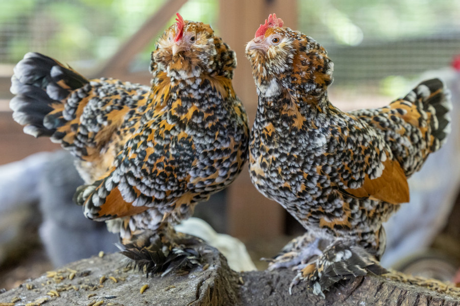 Belgian d'Uccle Chicken