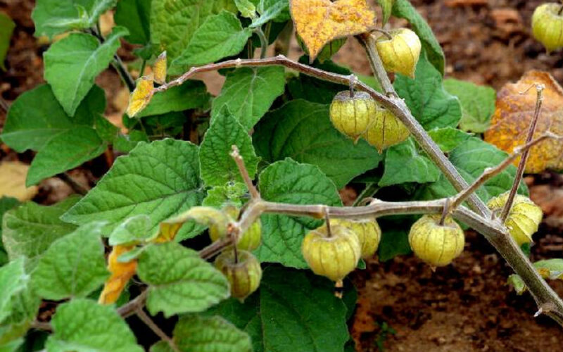 Cape Gooseberry: The Golden Berry with Amazing Health Properties