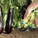 Eggplant Fertilizer Application