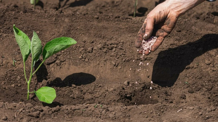 Eggplant Fertilizer Application guide