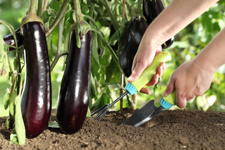 Eggplant Fertilizer Application